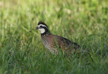 Choosing the Right Upland Hunt Outfitter Guided quail hunts in Patagonia AZ