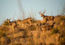 Legendary Wild Game Hunts with LunaRita Outfitters Arizona quail hunt guided by LunaRita Outfitters