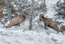 Bighorn Sheep Hunting: The Ultimate Challenge Bighorn Sheep Hunting guide in Sylvan Lake Alberta